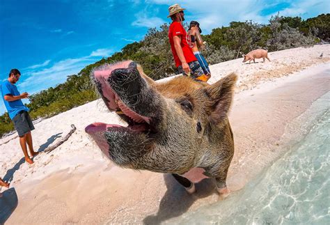 The Best Swimming with Pigs Tours in the Bahamas